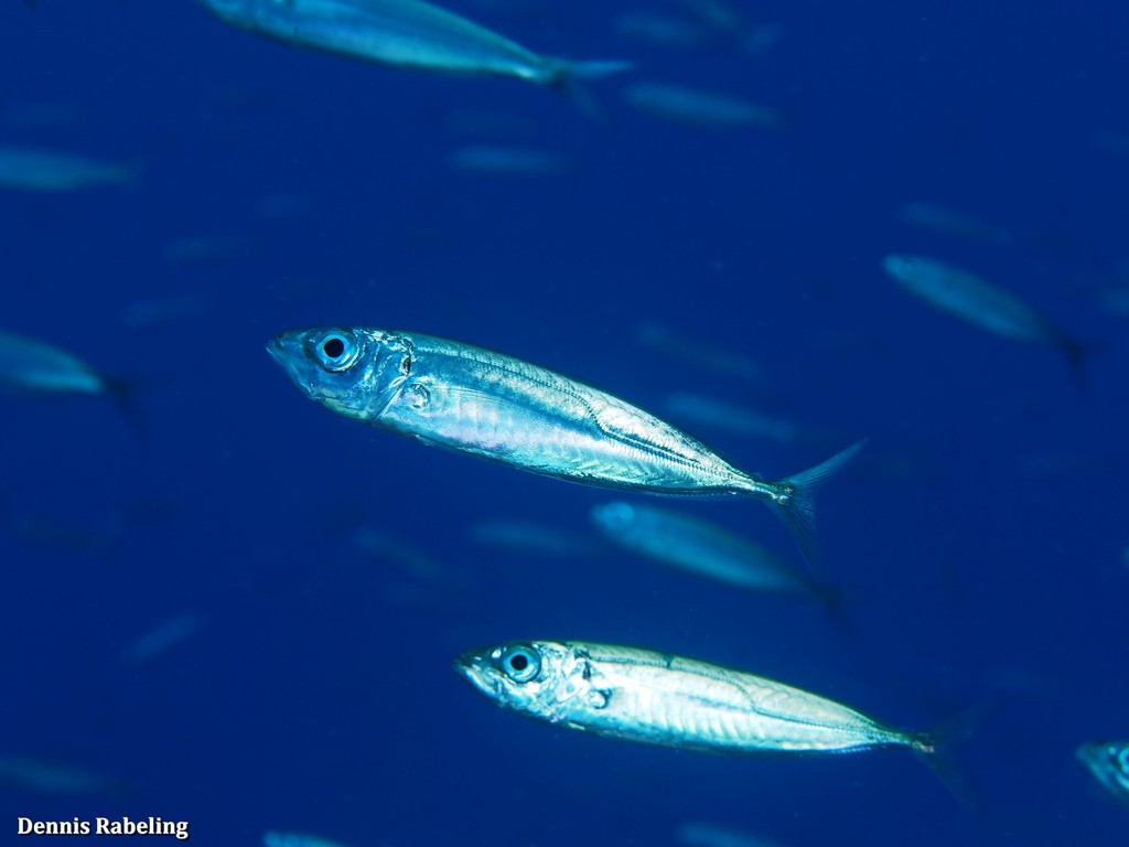 Blue Jack Mackerel