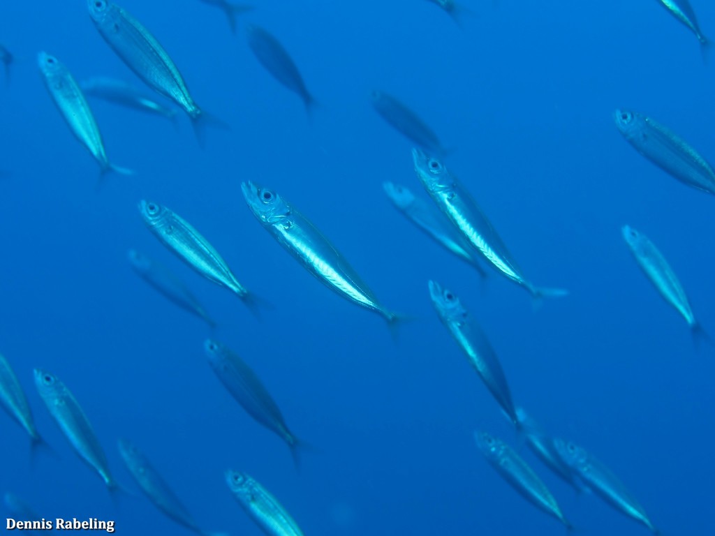 Blue Jack Mackerel