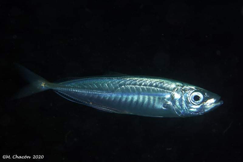 Blue Jack Mackerel