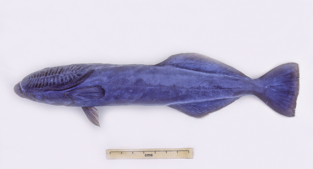 Common Remora