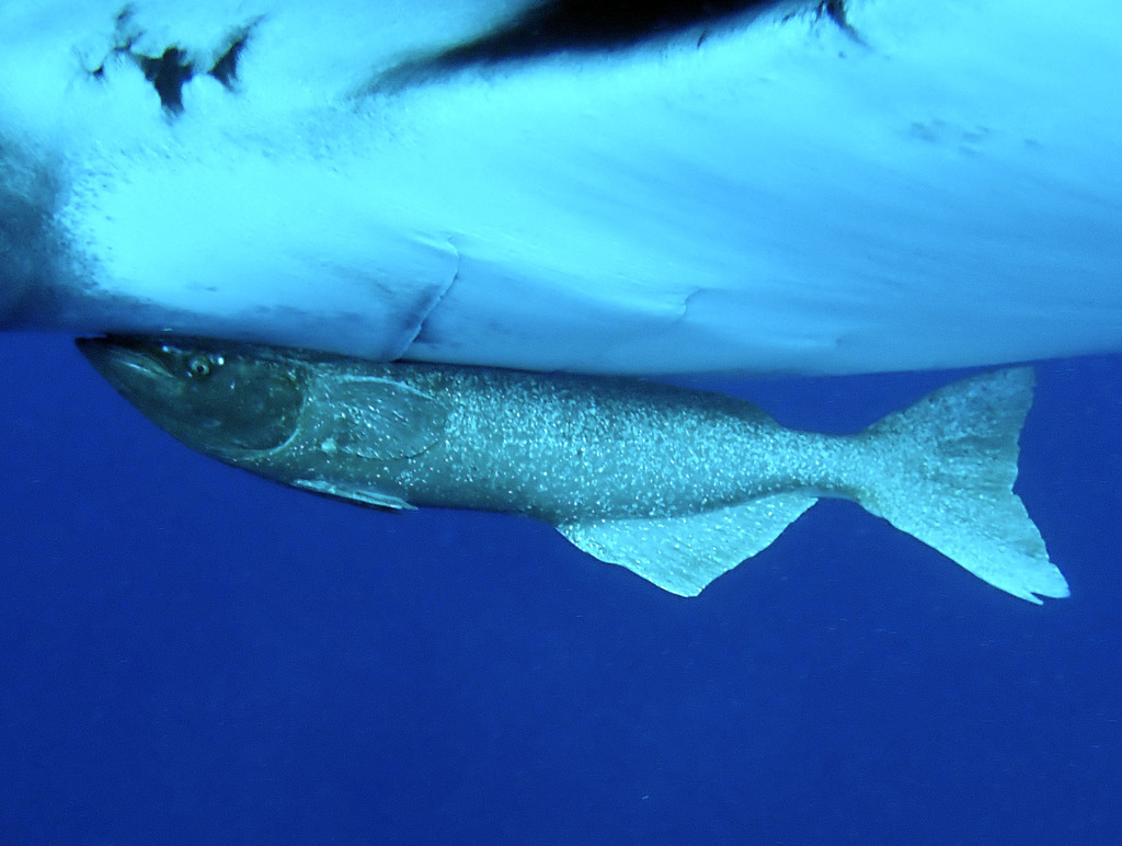 Common Remora