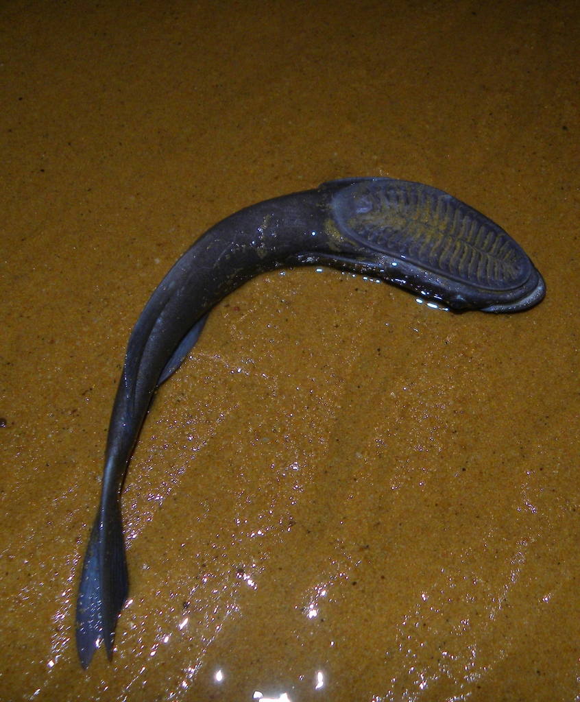 Common Remora