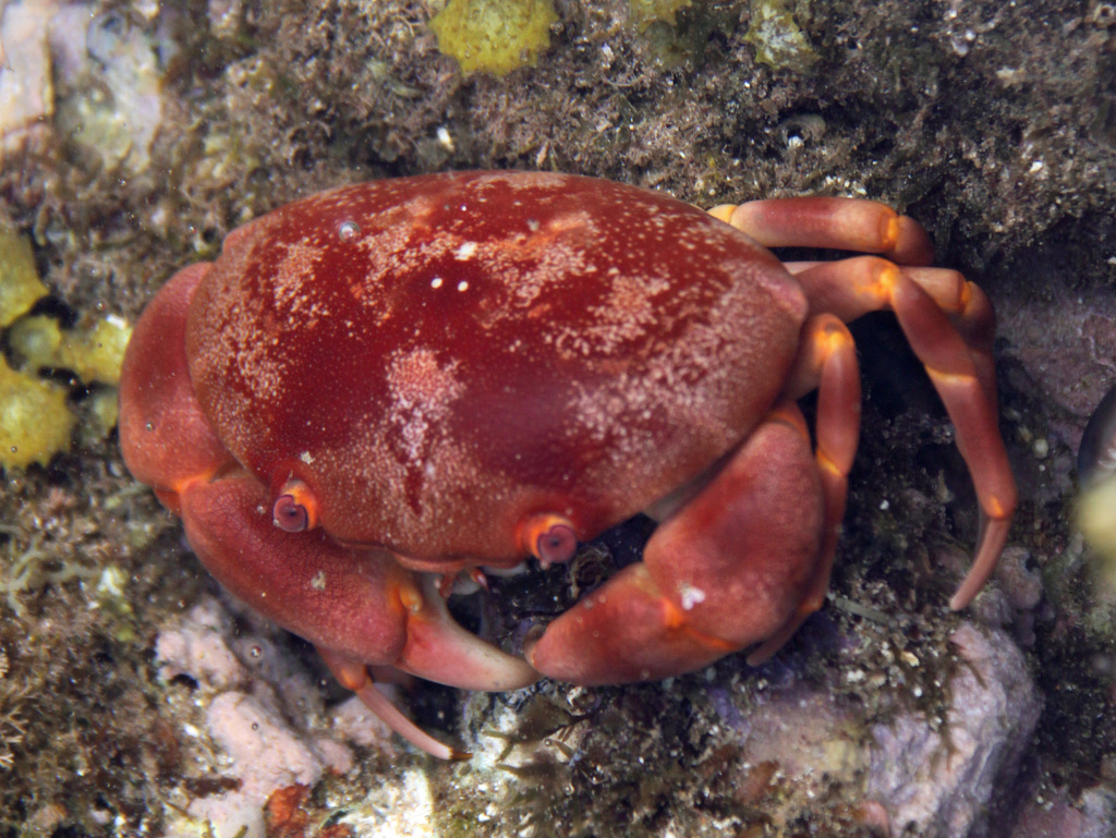 Convex Crab