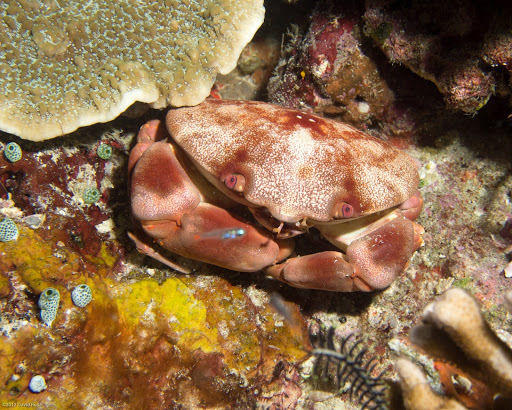 Crabe rouge du récif