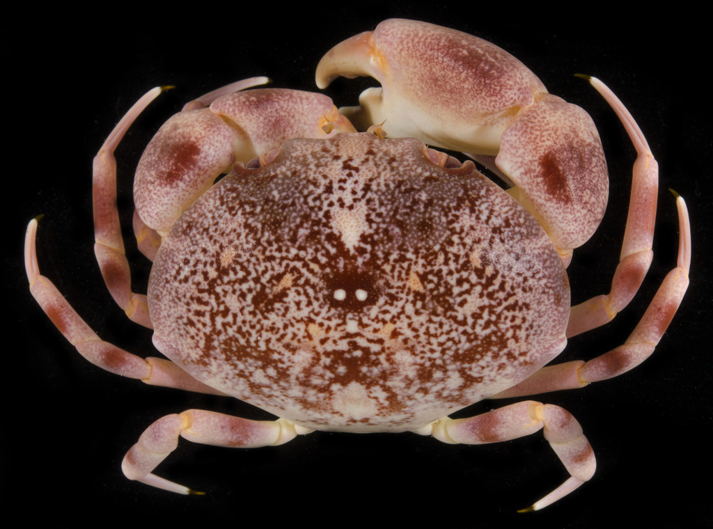 Crabe rouge du récif