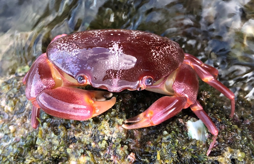 Crabe rouge du récif