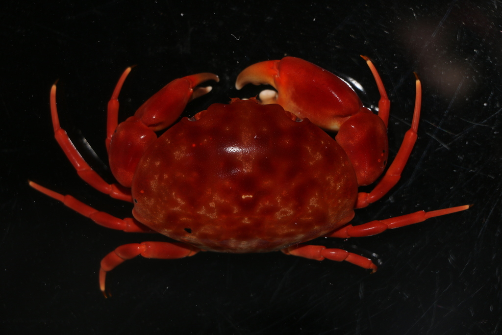 Crabe rouge du récif