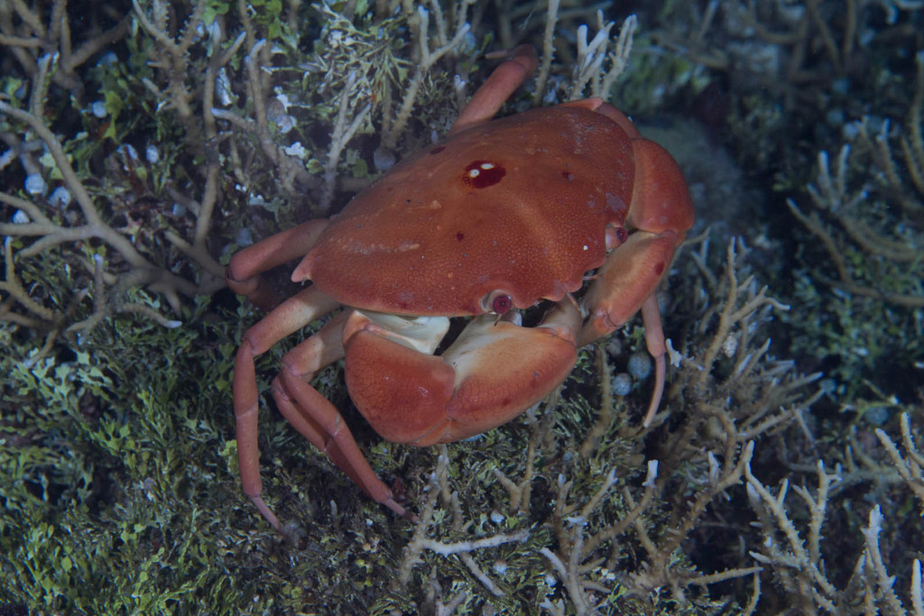 Crabe rouge du récif