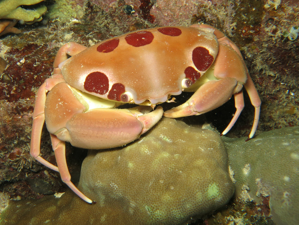 Crabe à points du récif