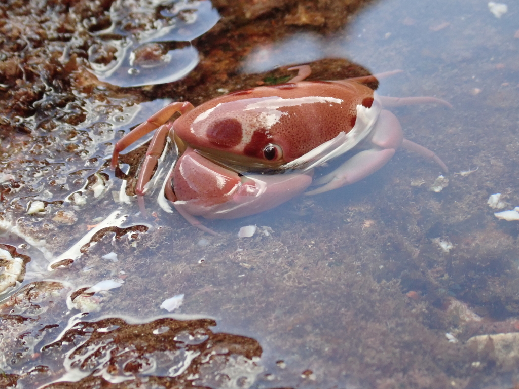 Crabe à points du récif