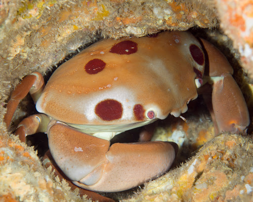 Crabe à points du récif