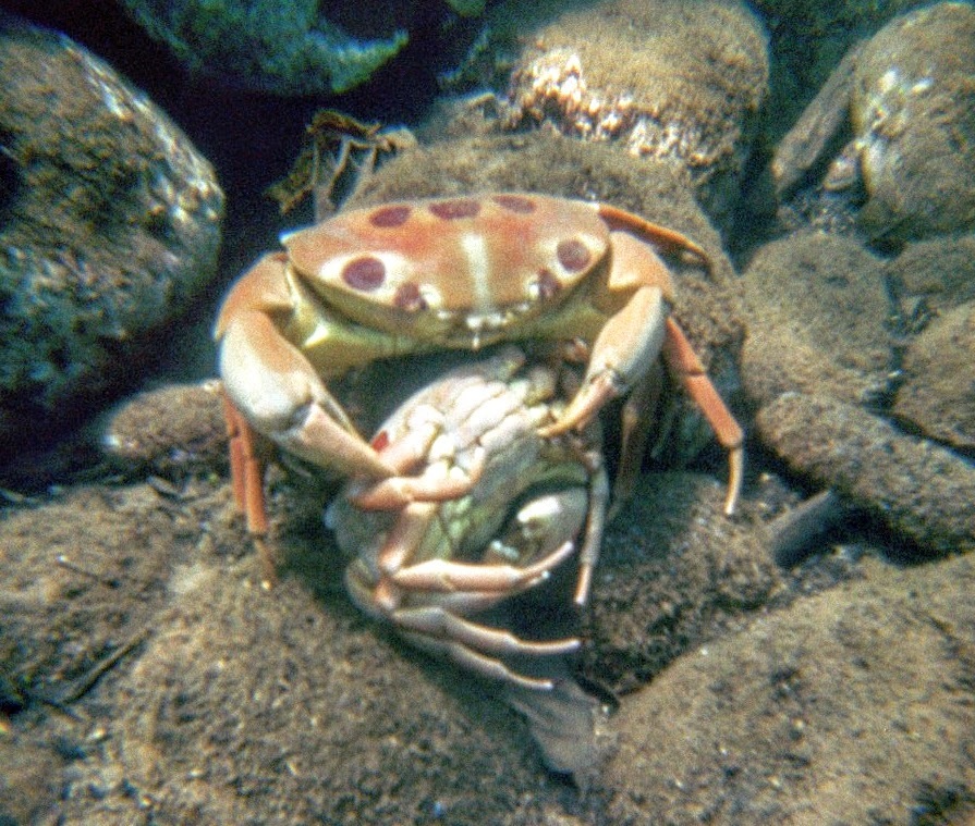 Crabe à points du récif