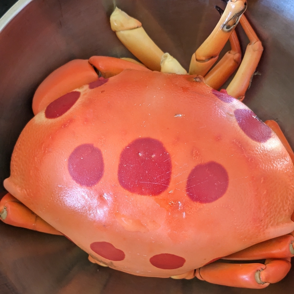 Crabe à points du récif
