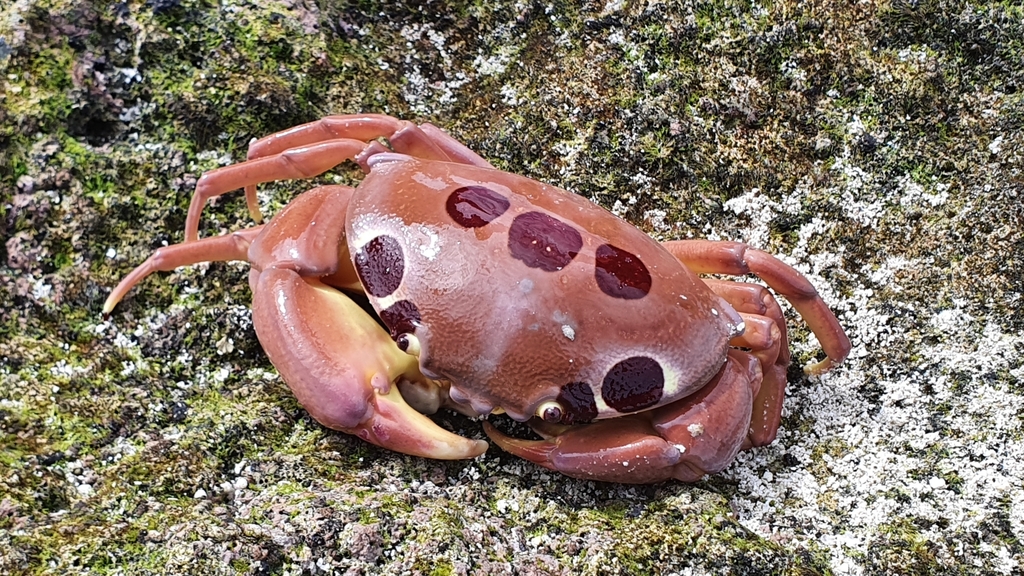 Spotted Reef Crab