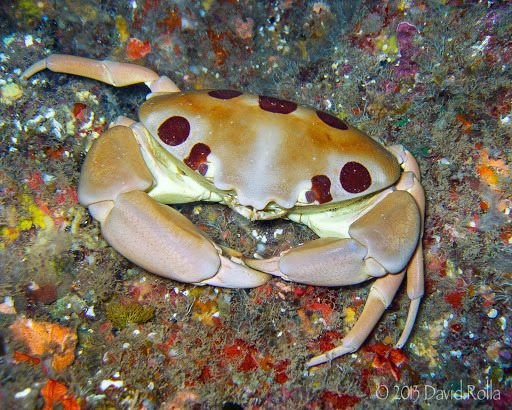 Crabe à points du récif