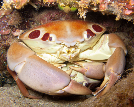 Crabe à points du récif