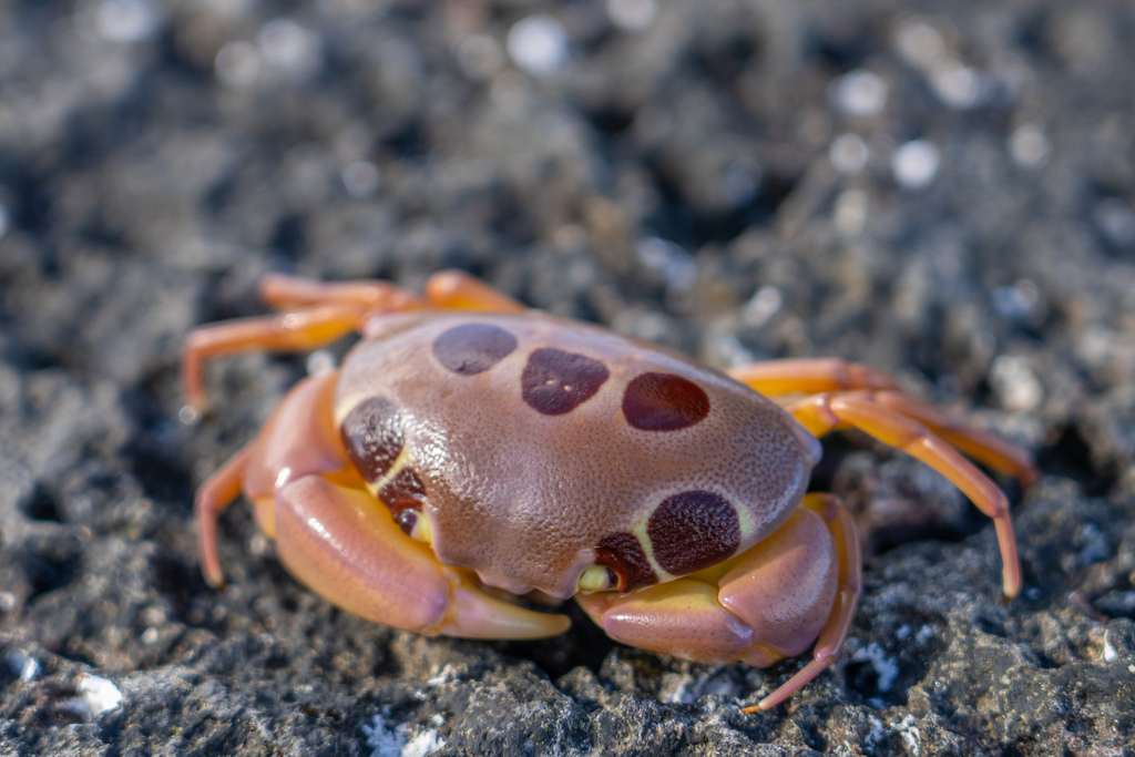 Crabe à points du récif