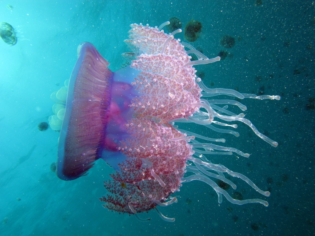 Cauliflower Jelly