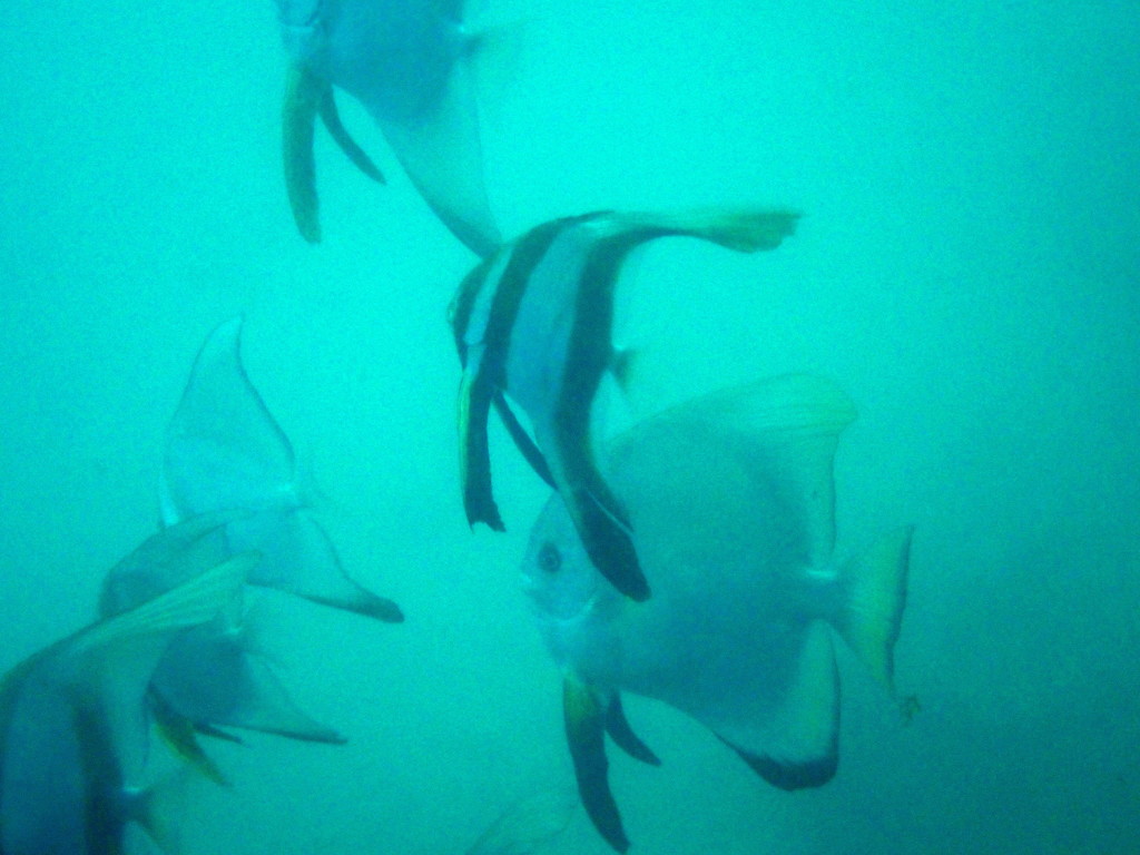 Platax de Boers