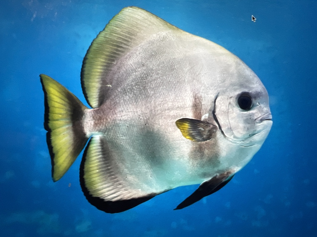 Golden Spadefish