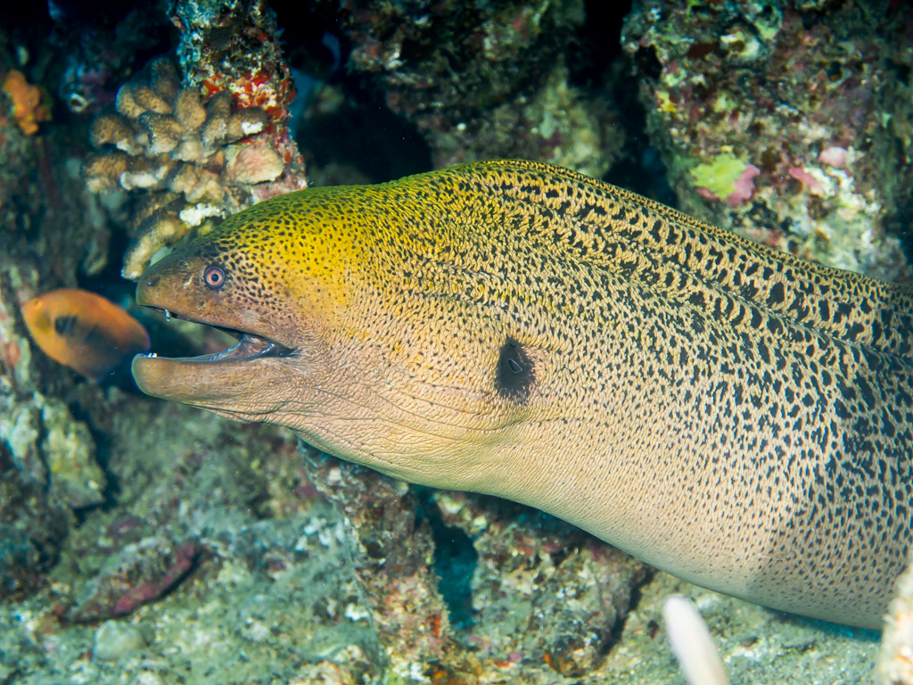 Giant Moray