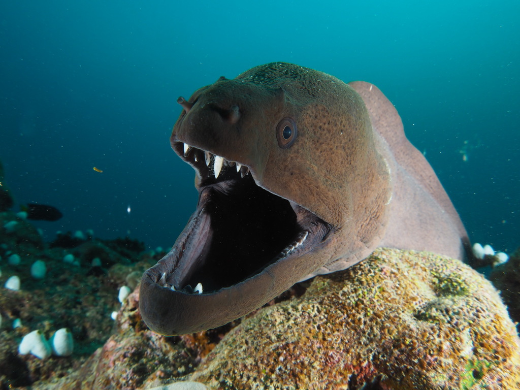 Giant Moray