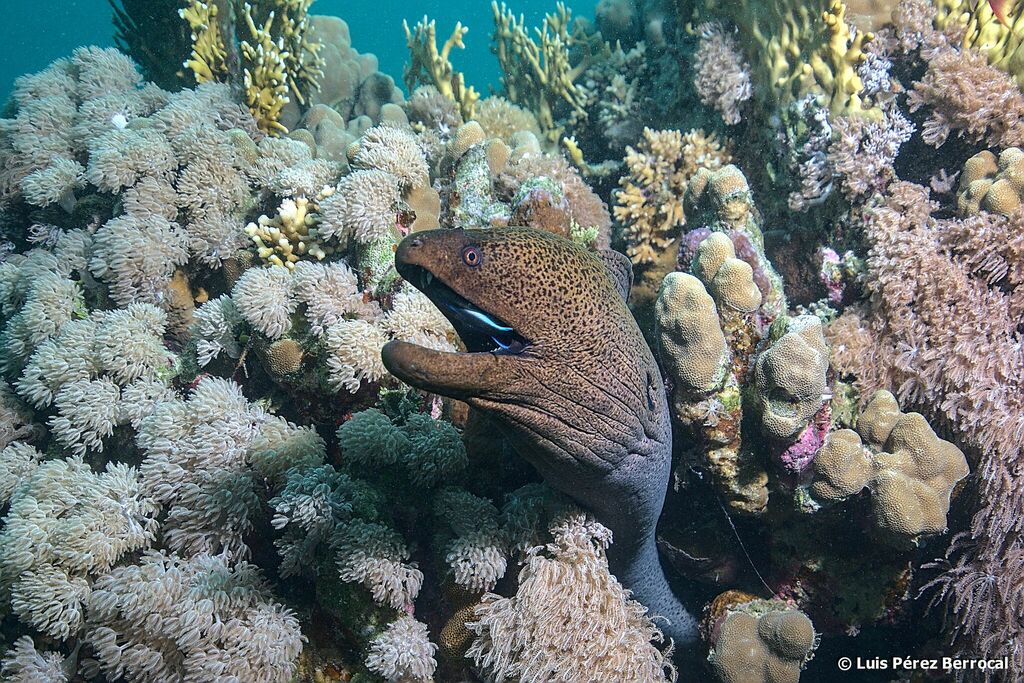 Giant Moray