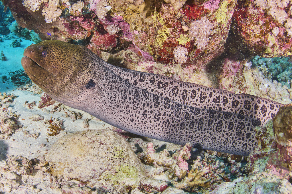 Giant Moray
