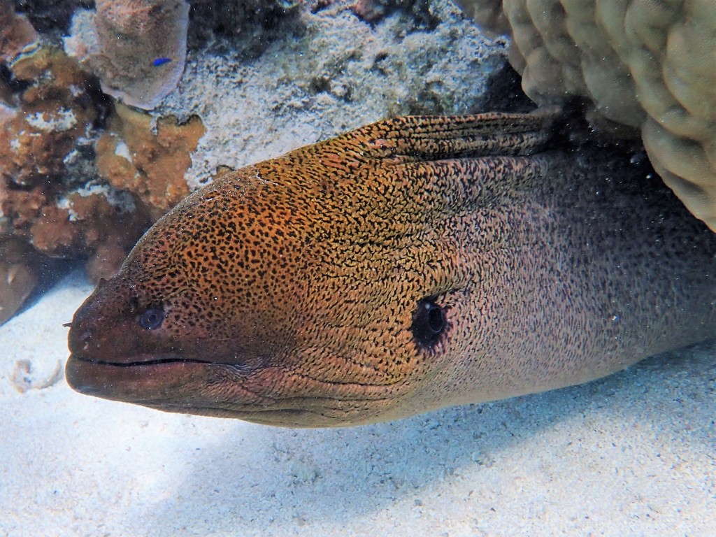 Giant Moray