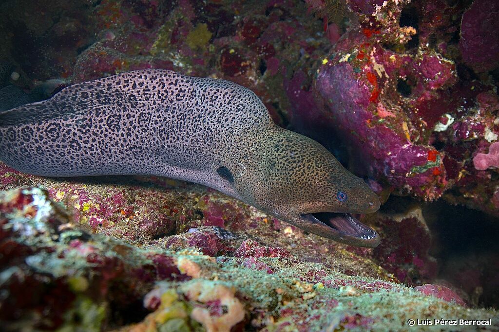 Giant Moray