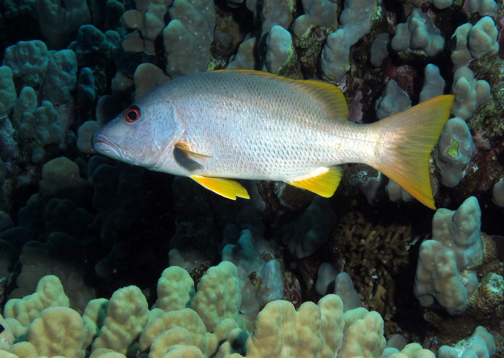 Onespot Snapper
