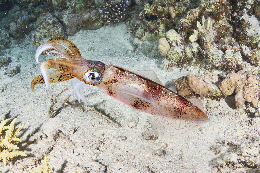Bigfin Reef Squid