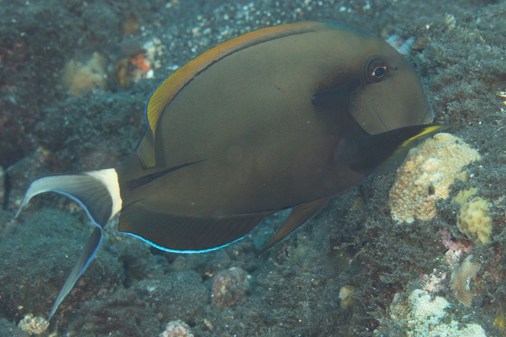 Chirurgien à marque noire