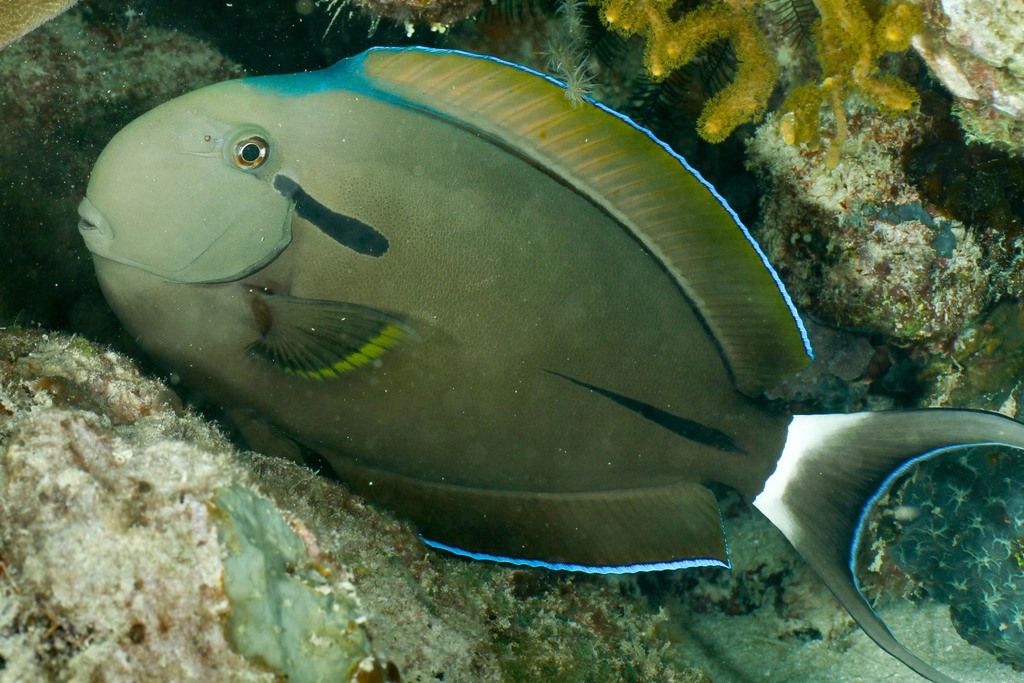 Chirurgien à marque noire