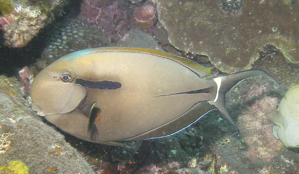 Chirurgien à marque noire