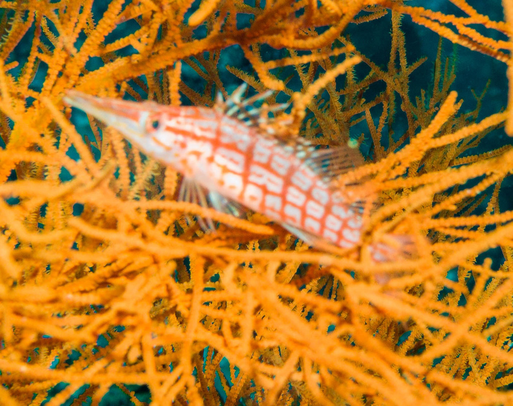 Poisson-faucon à long nez