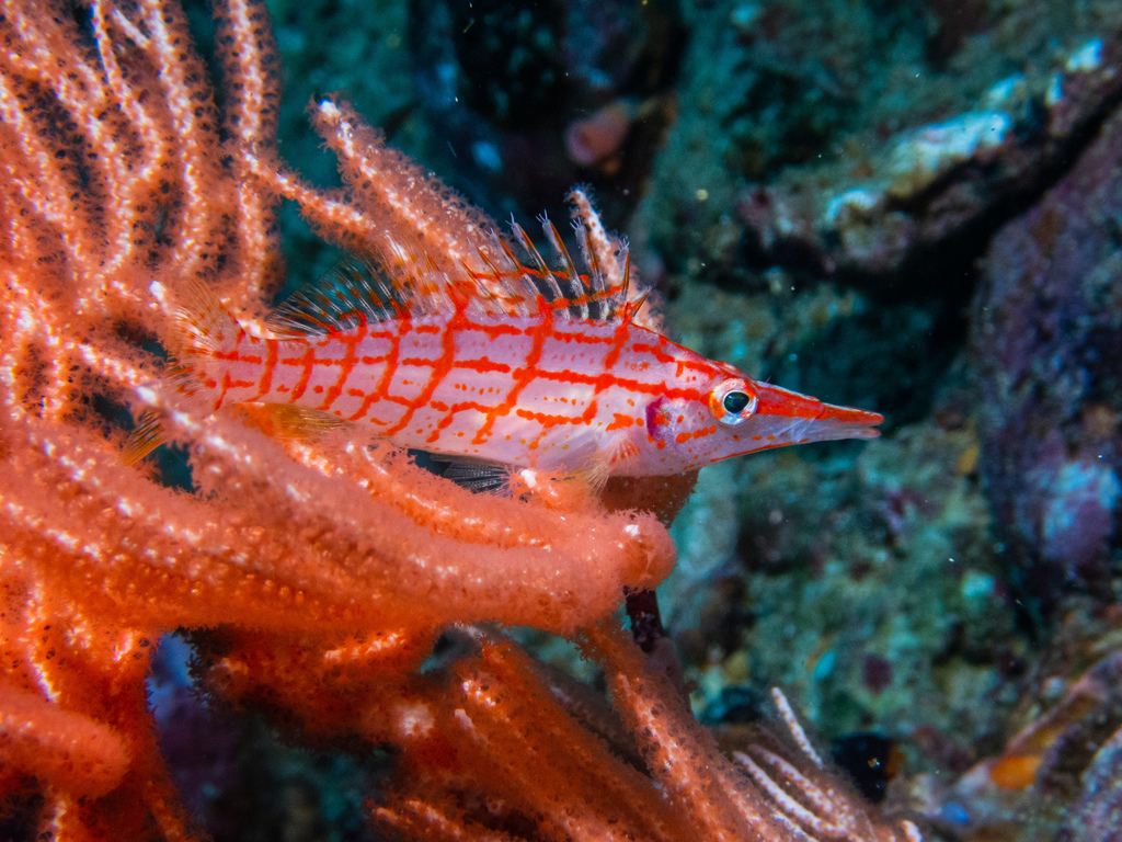 Poisson-faucon à long nez