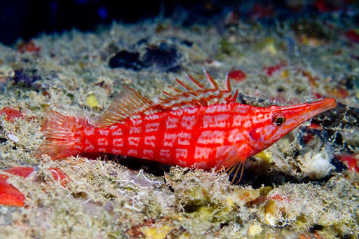 Poisson-faucon à long nez