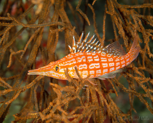 Poisson-faucon à long nez
