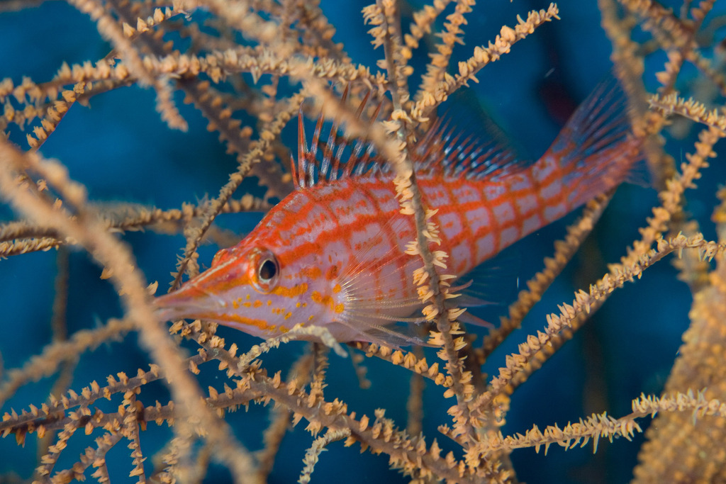 Poisson-faucon à long nez