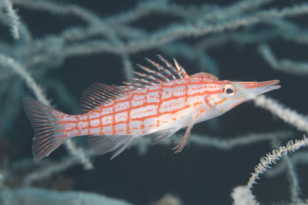 Longnose Hawkfish