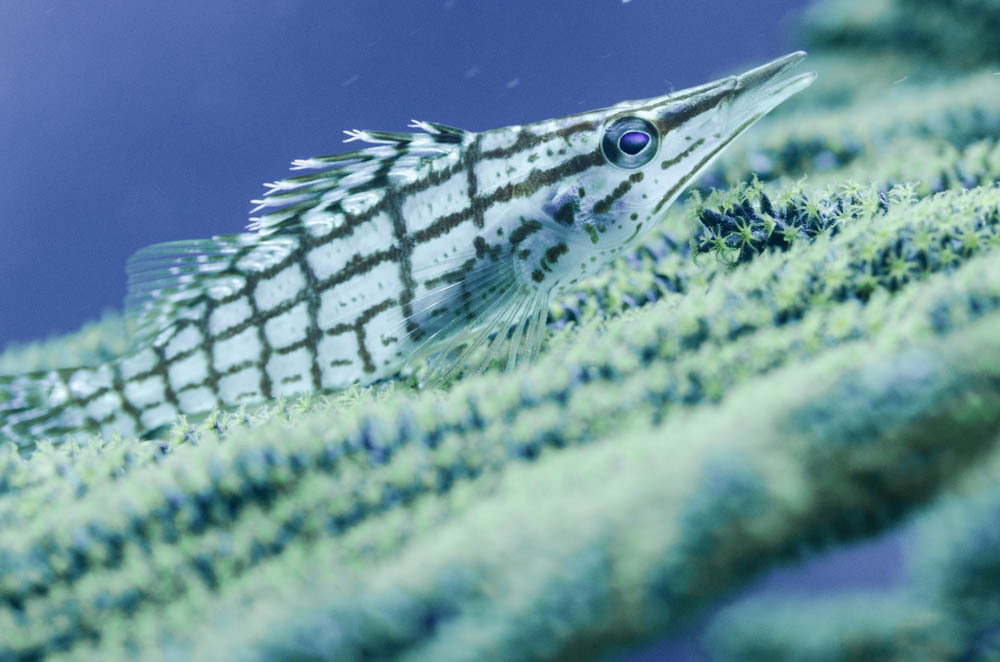 Poisson-faucon à long nez