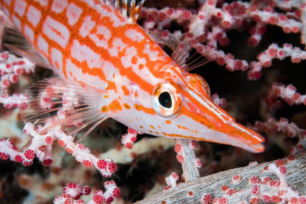 Poisson-faucon à long nez