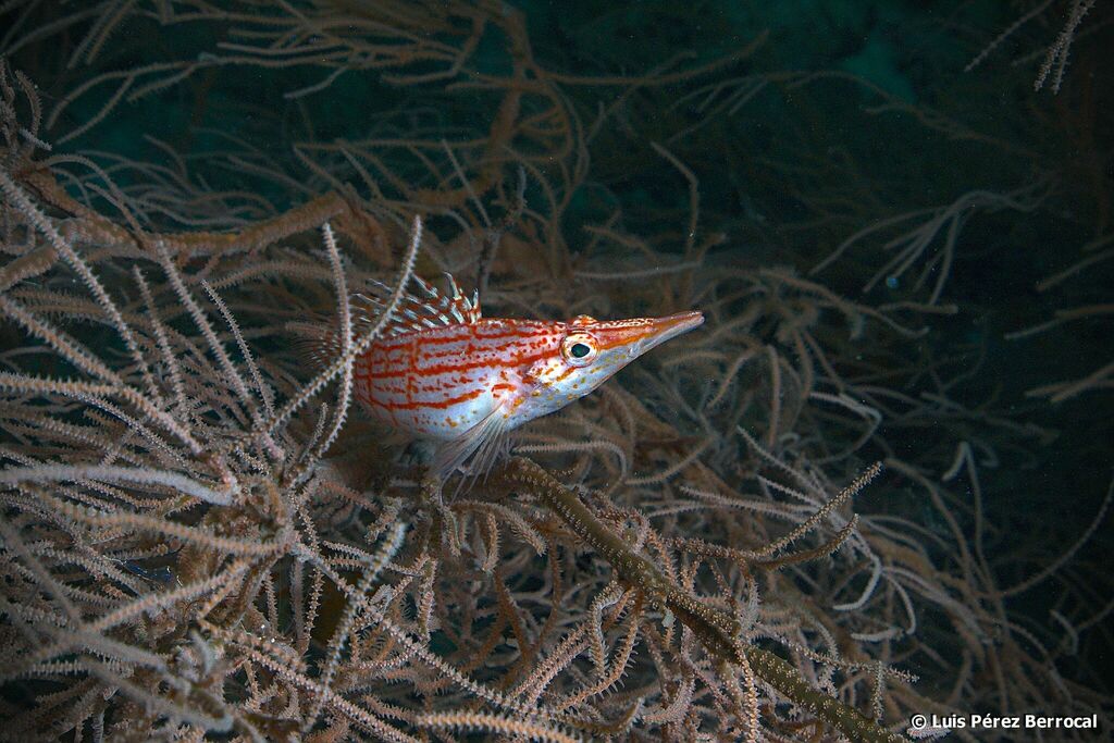 Poisson-faucon à long nez