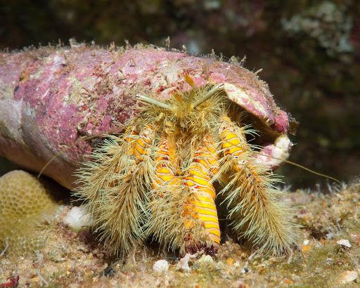 Hairy Yellow Hermit Crab