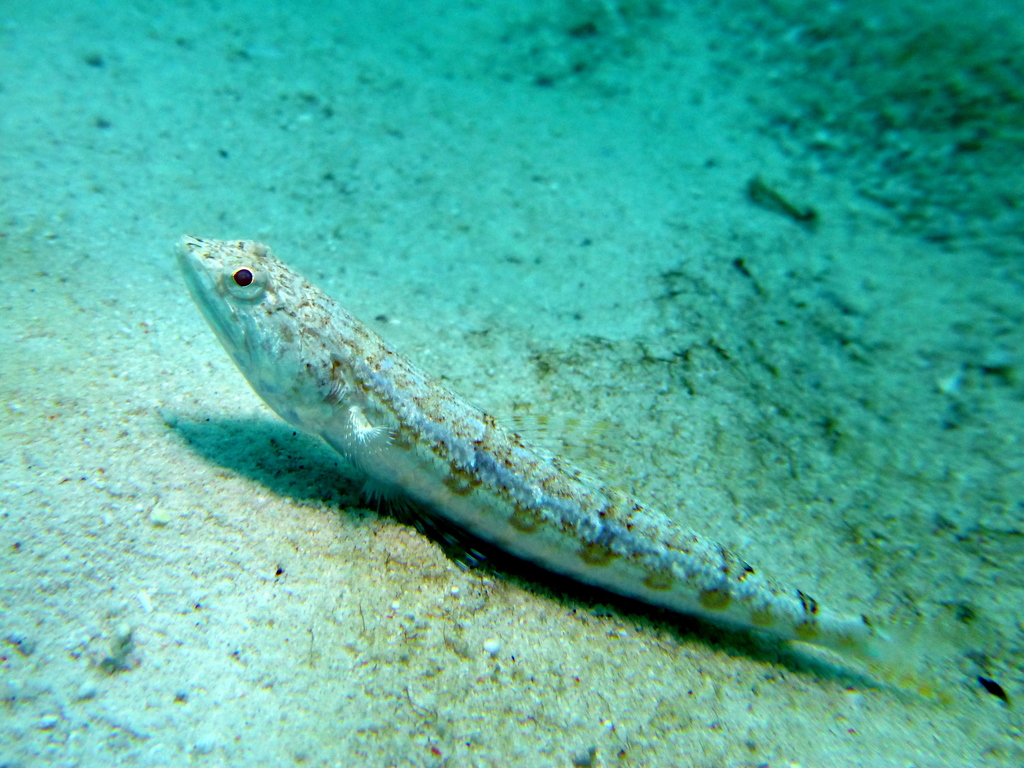 Poisson-lézard à ligne bleue