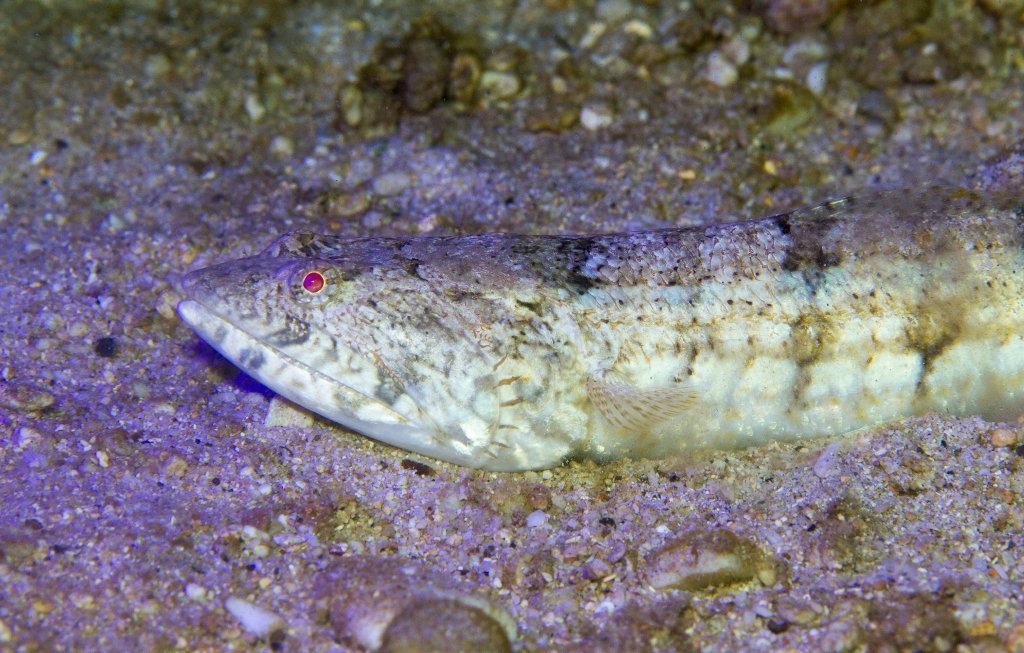 Poisson-lézard à ligne bleue