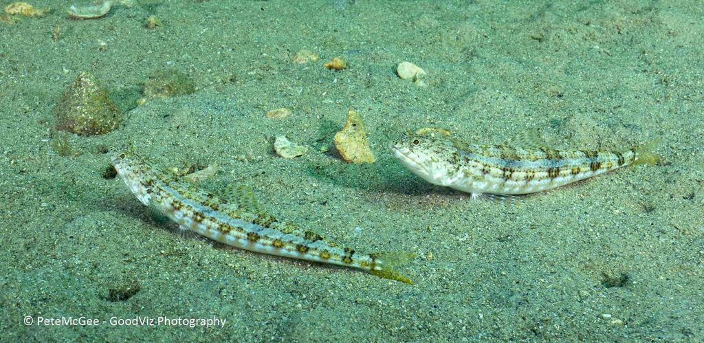 Poisson-lézard à ligne bleue