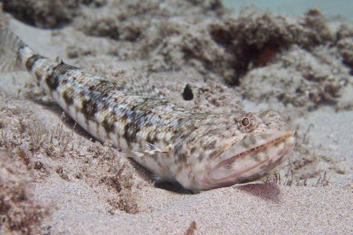 Poisson-lézard à ligne bleue
