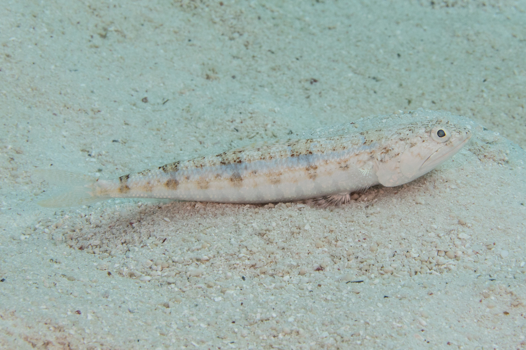Poisson-lézard à ligne bleue